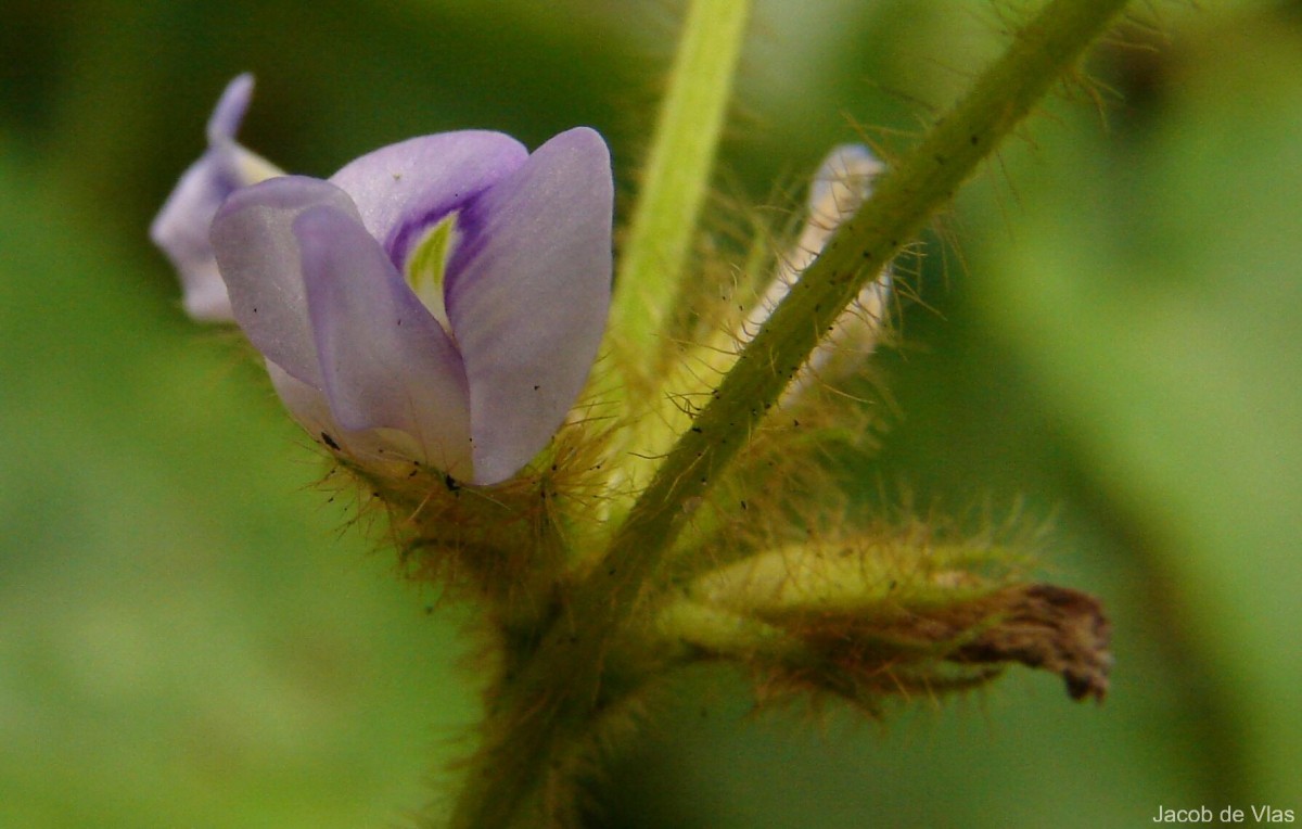 Calopogonium mucunoides Desv.